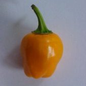 Vietnamese Hot Peppers (Orange) HP1264-10_Base